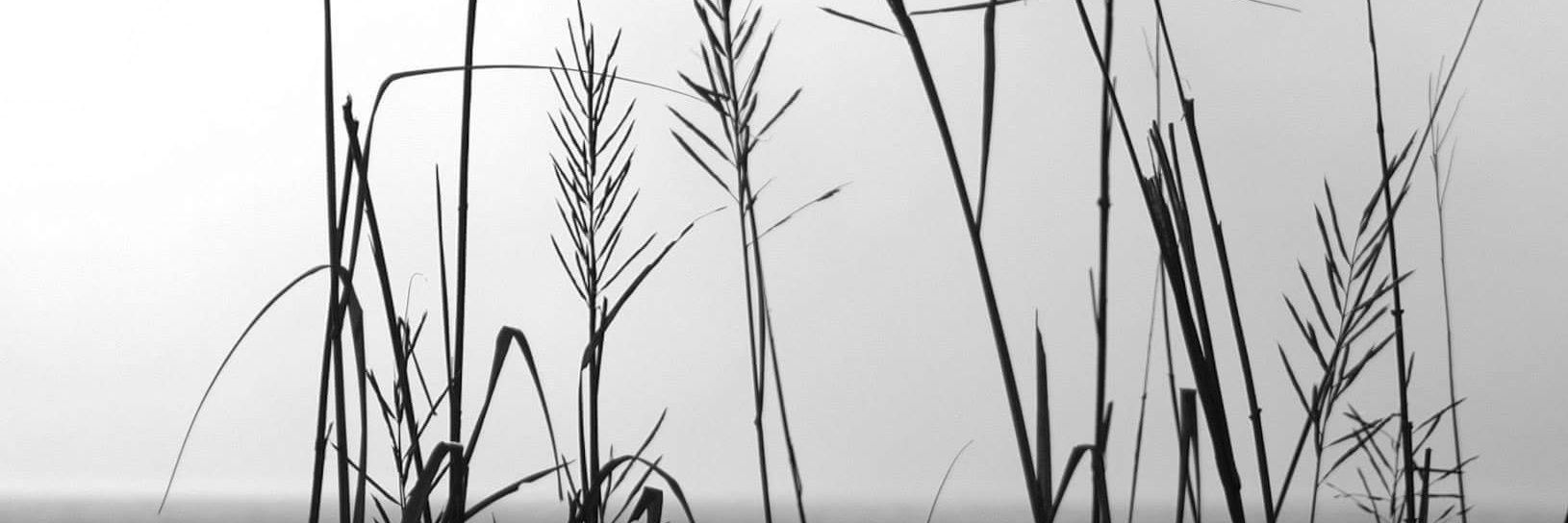 DragonflyeDream's profile banner image