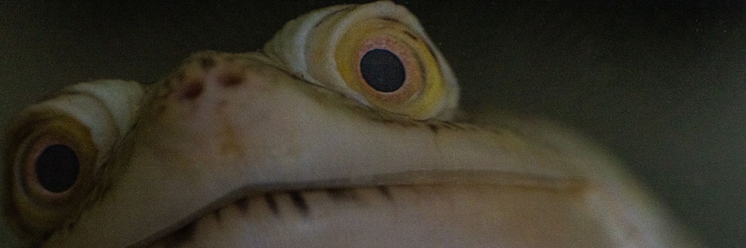 🐌いきものだいすきくらぶ 🐛's banner