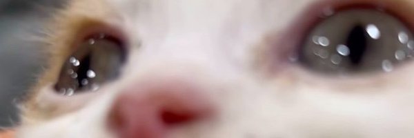 FlowerCago Profile Banner