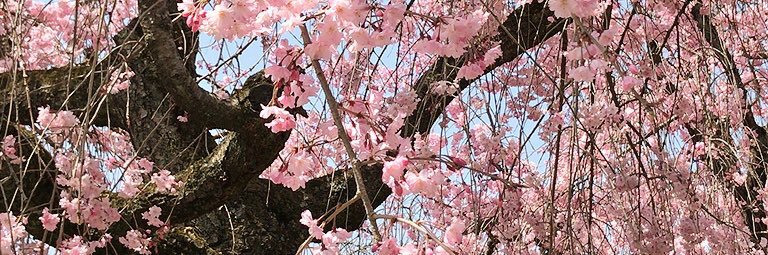 ES335_HNS's profile banner image