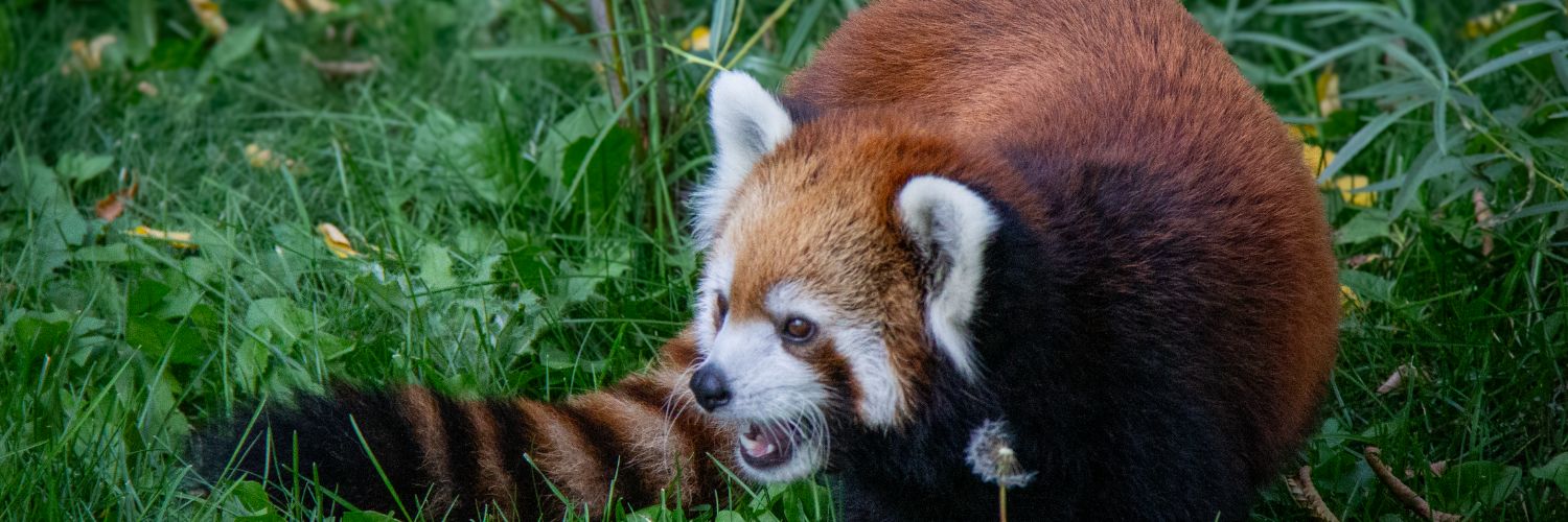 The Valley Zoo Development Society banner