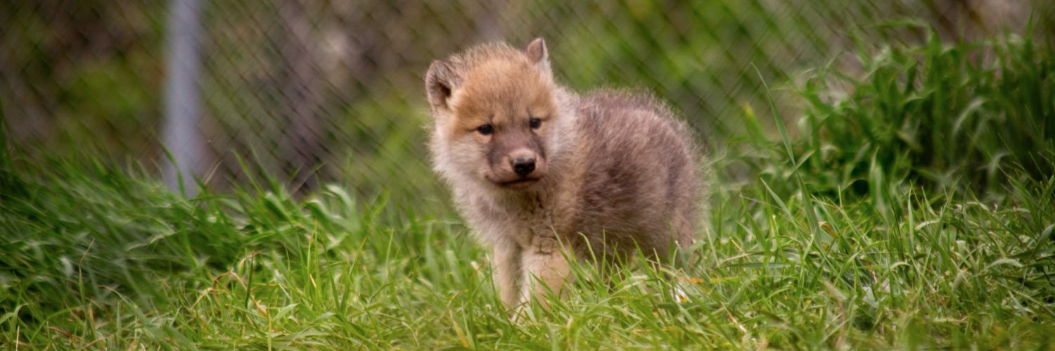 StreamingOurZoo's profile banner image