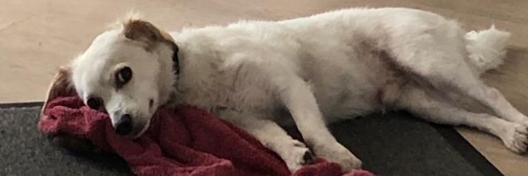 Sebastian Morczinek banner