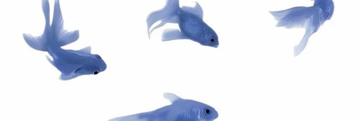 ORDER LEWAT WHATSAPP YA banner