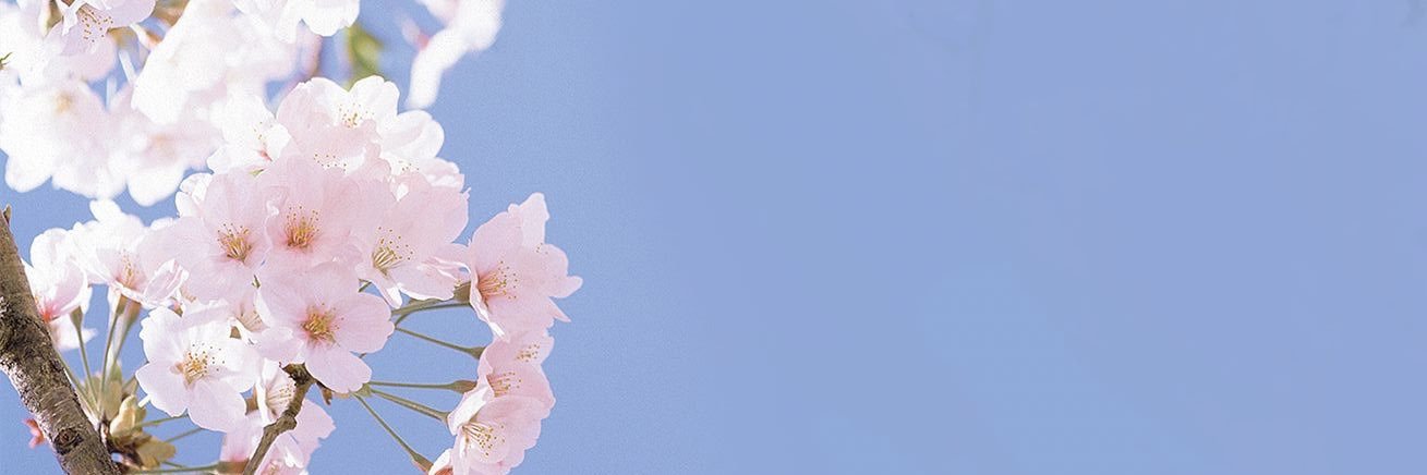 詩織🔖 banner
