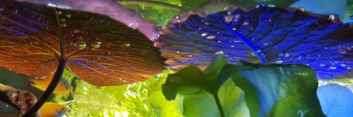 𝓎orokobi ୭ ˚.⁺⊹ .ᐟ banner