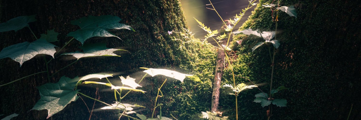 𝒔𝒖𝒏𝒇𝒍𝒐𝒘𝒆𝒓 banner