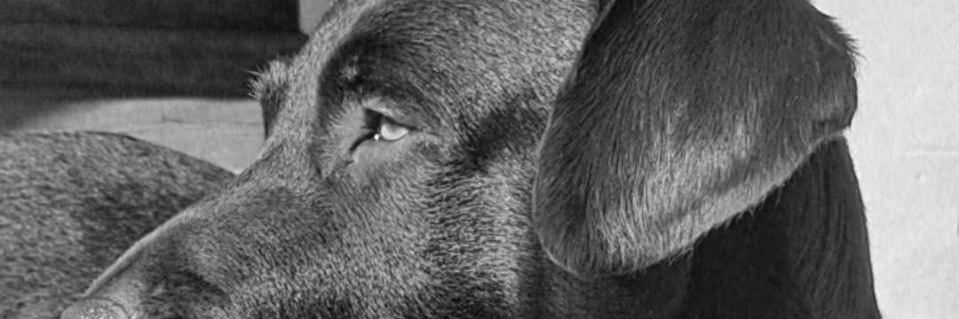 CarlaFelipe7's profile banner image
