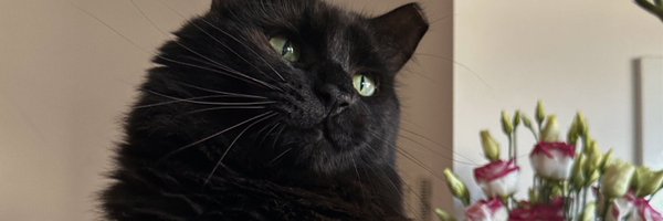 jelin_is Profile Banner