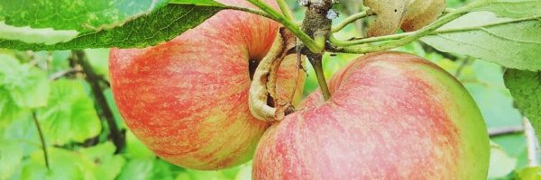 Graham Burnett banner