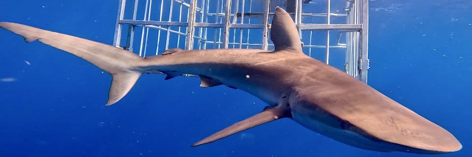 BlueButterfly 🦋 banner