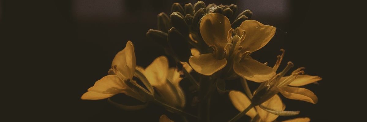 kiwi loves #aprilus2026 💛🌟 banner