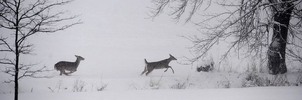 CannibalScene Profile Banner