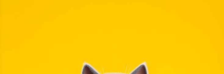 Baashh3's profile banner image