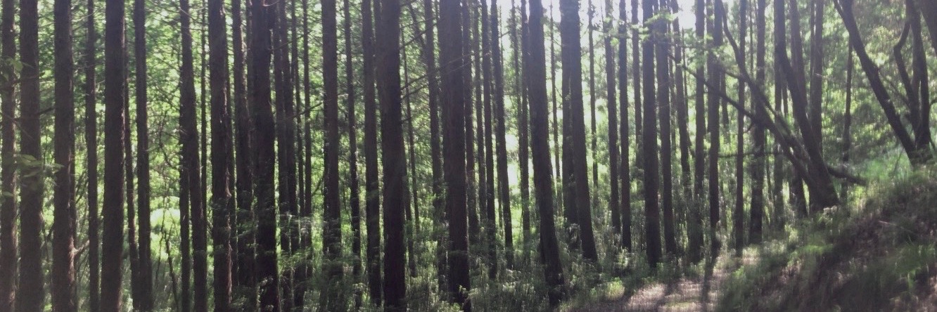はるひ banner