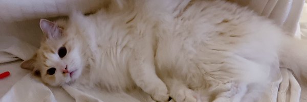 Gnioahzn1777 Profile Banner