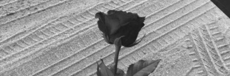 hydrh26682's profile banner image