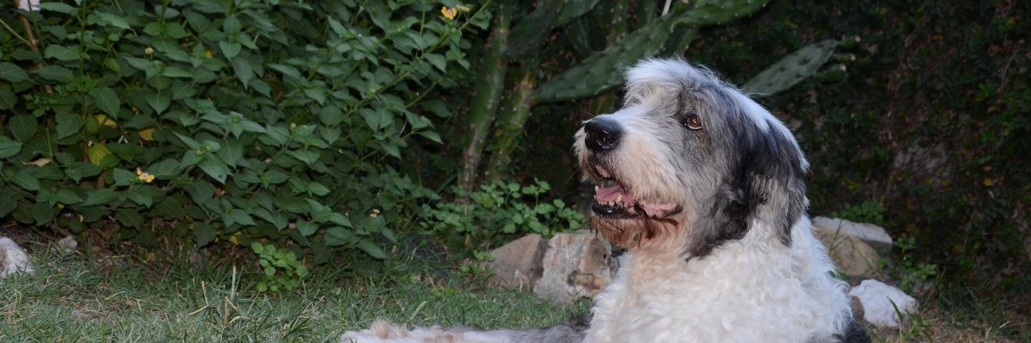 ferrero_walter's profile banner image