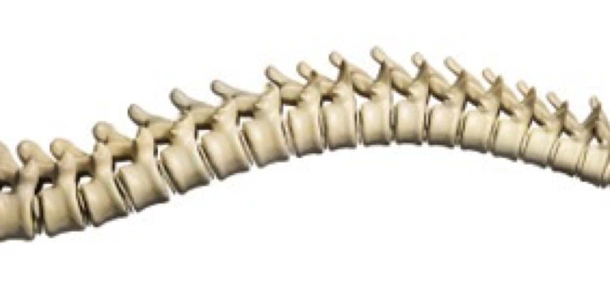 spinedoggy's profile banner image