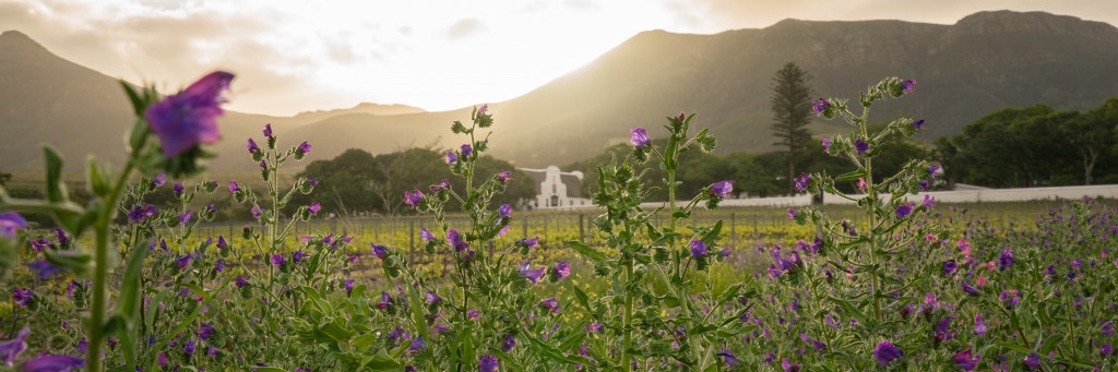 Groot Constantia banner