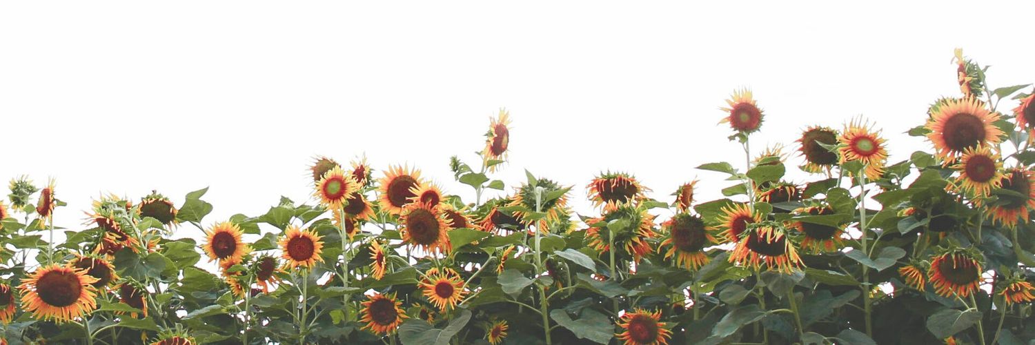 lohsixuan's profile banner image