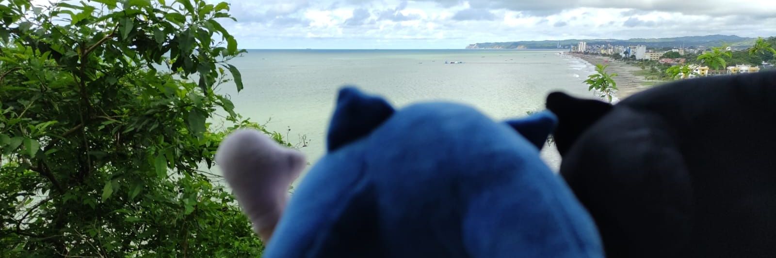 Tedy's banner