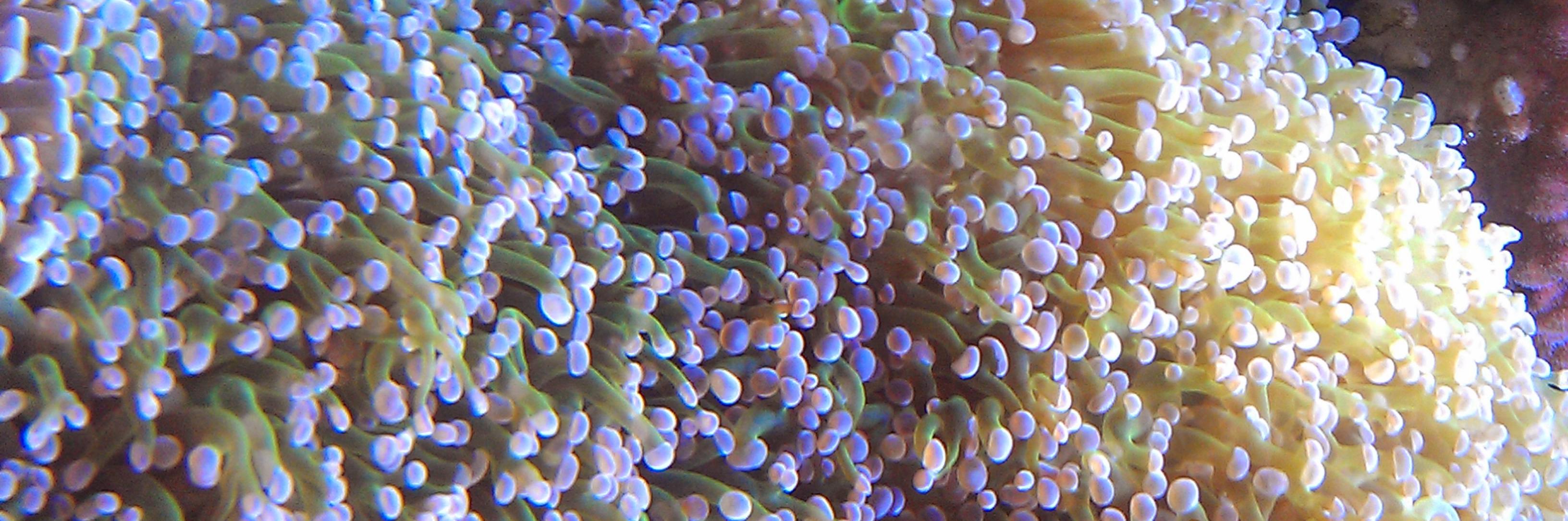 Roxanne Johnson banner