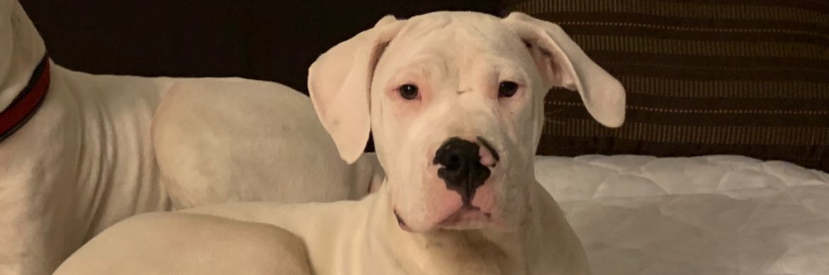 Joseph Callegari banner