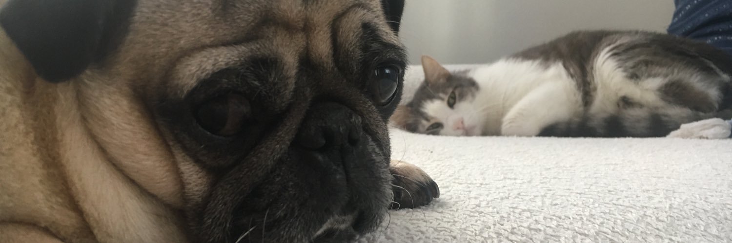 cemilegibi's profile banner image