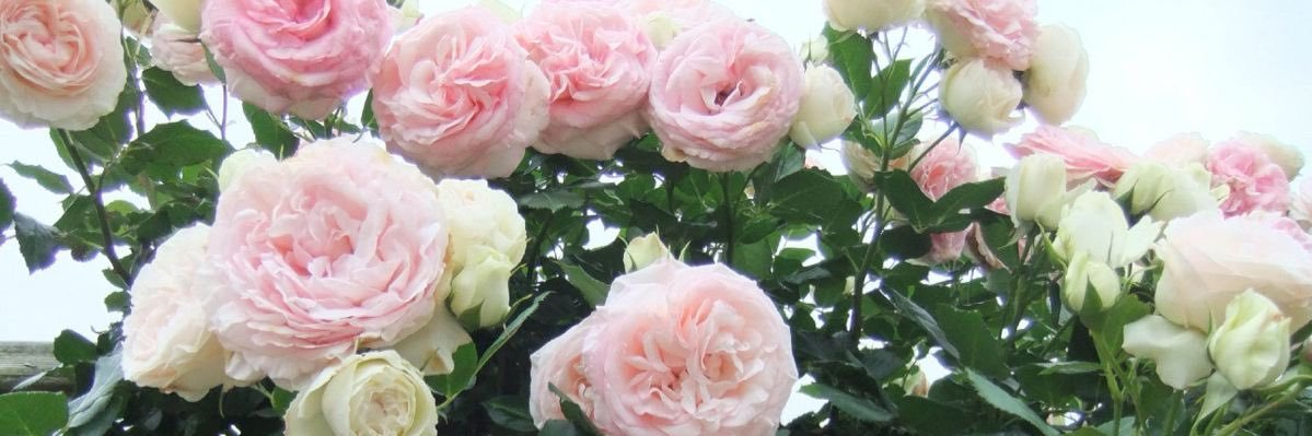 𝒞 banner