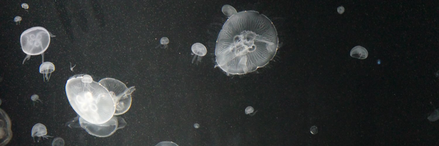 𝙥𝙪𝙩𝙚 banner