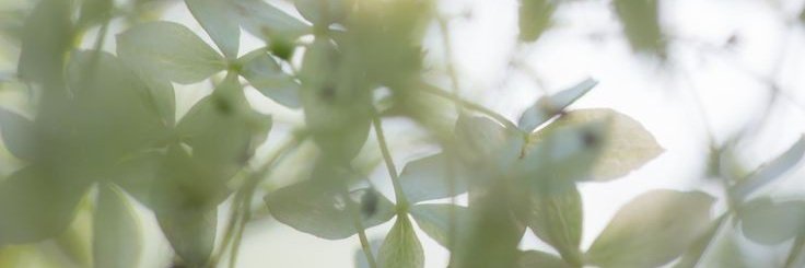 Qelyth's profile banner image