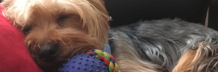 vanesscalil's profile banner image