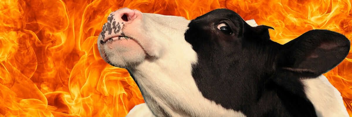 Realmy banner