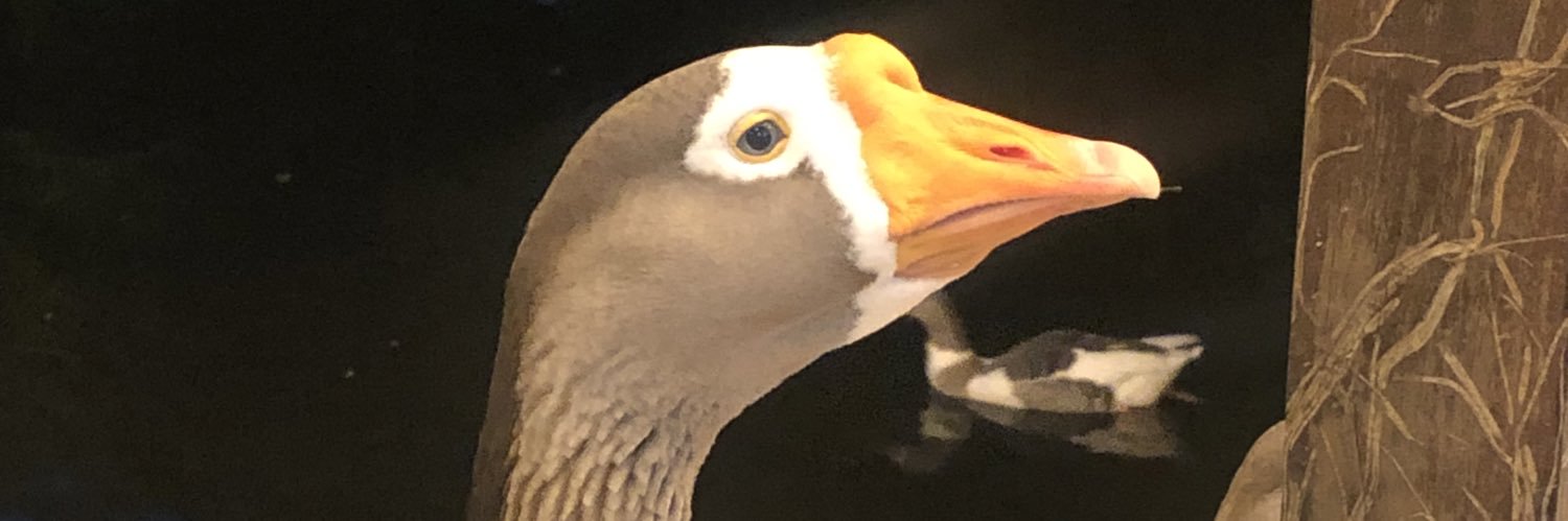 lfch_r's profile banner image