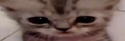 feyza ( banner