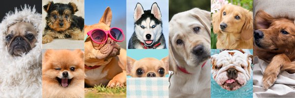 thesopawsome Profile Banner