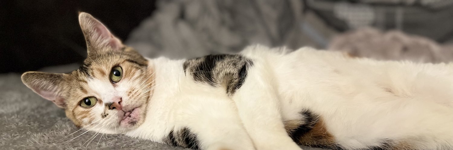 𝙺𝚎𝚕𝚕𝚢 🍒🐆 banner