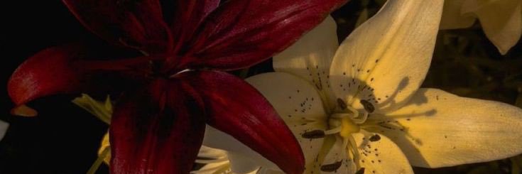 ivy lorraine de lala sholin banner