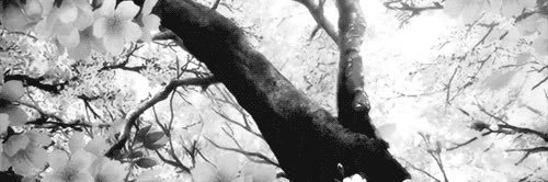 𝒔𝒊𝒍𝒆𝒏𝒄𝒆 banner