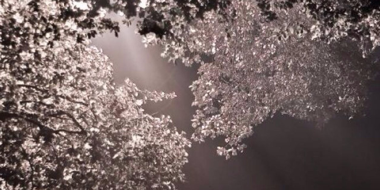 hsyroka's profile banner image