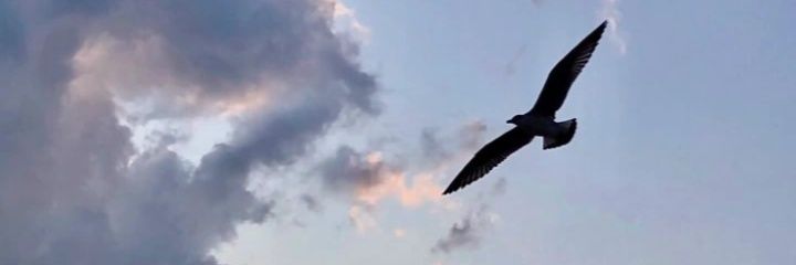 Ayaaell9's profile banner image