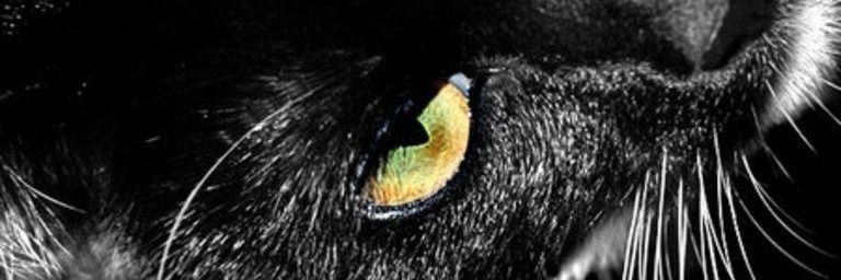 veelabeau's profile banner image