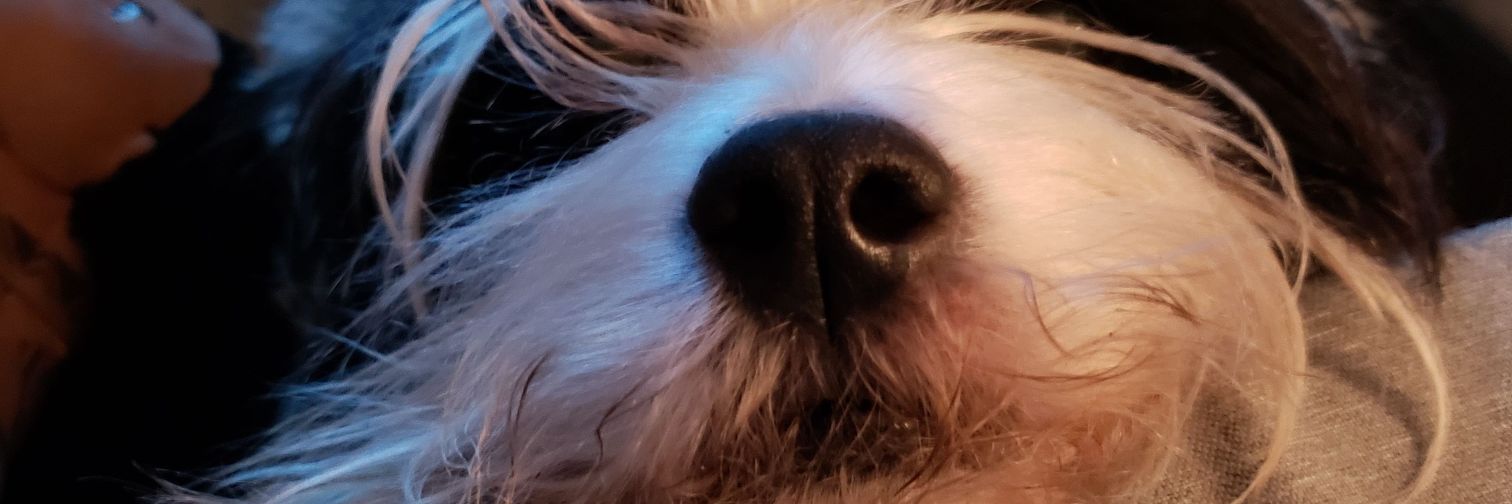 ᏚᎯᎬᎬᎠ banner