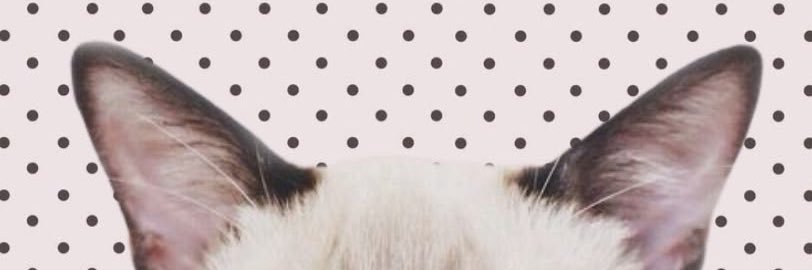 cococutie 🍃 banner