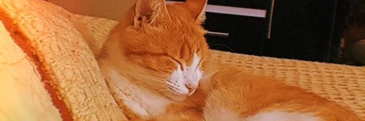 agosmenard's profile banner image