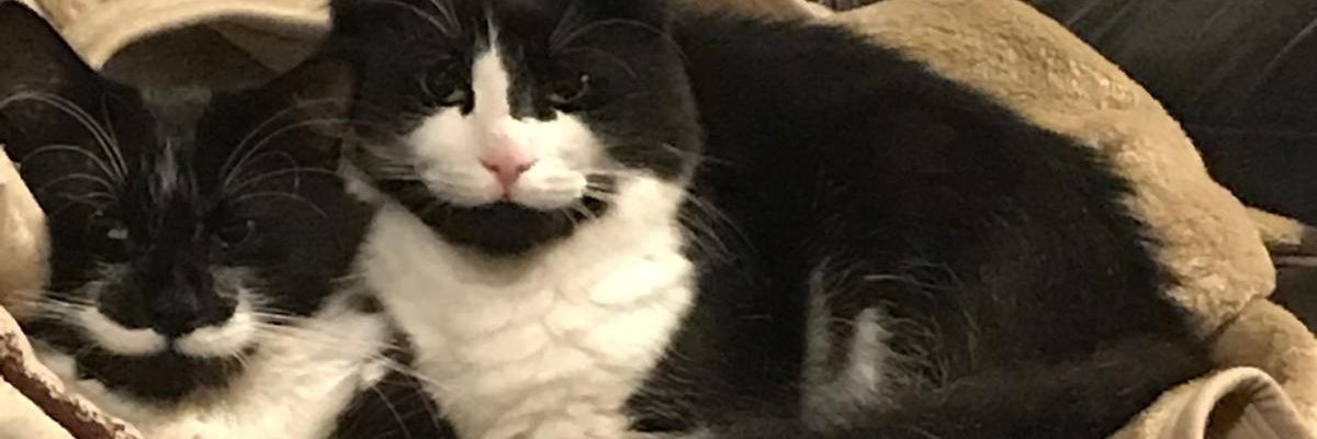 Danielcampcamp2's profile banner image