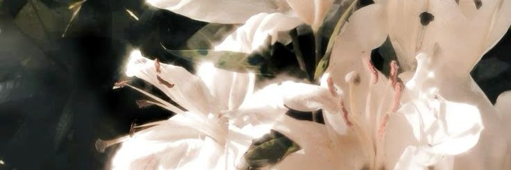 xin —⁠ ☆'s banner