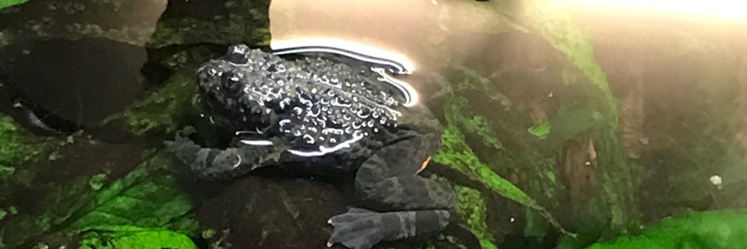 geohowler's profile banner image