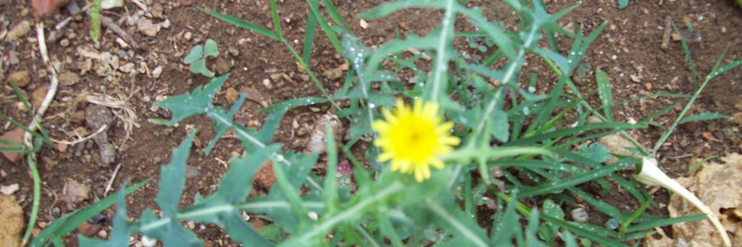 Eltimafonso's profile banner image